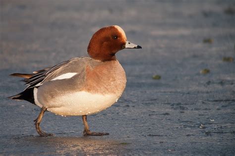 Smient - Vogelskijken