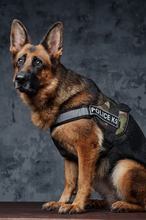 Are K9 Dogs German Shepherds