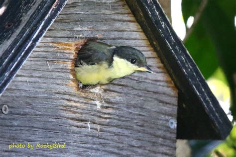 Rockyの鳥撮り日記 巣立ち雛六番子 シジュウカラ