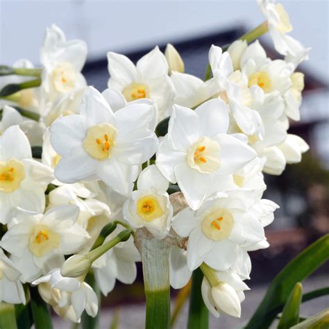 Paperwhite Bulbs for Sale – Easy To Grow Bulbs