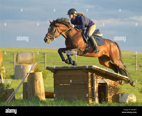 Connemara Pony Jumping Hi Res Stock Photography And Images Alamy