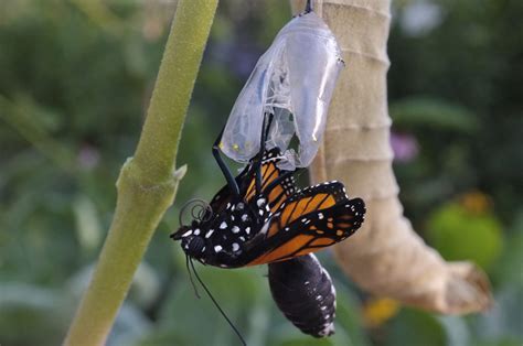 Monarch Butterfly Emerging From Chrysalis Kim Smith Films