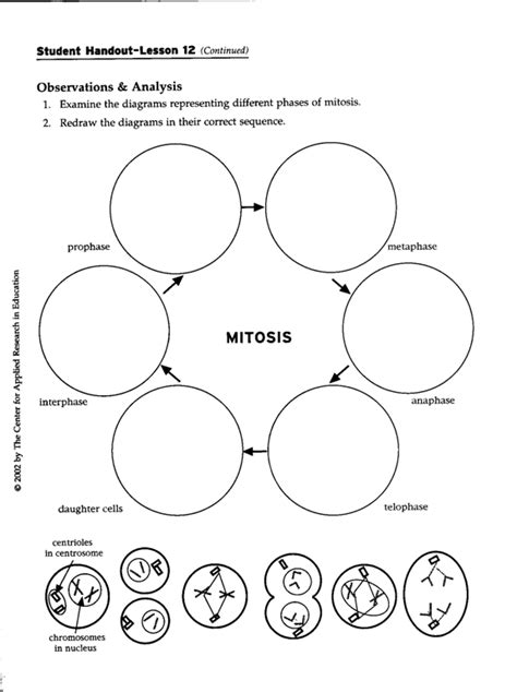 Stages Of Mitosis Worksheets