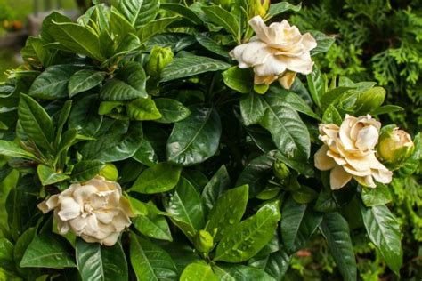 Дафиново дърво - отглеждане и грижи | For Life