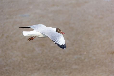 Seagull Bird Flying Free Photo On Pixabay Pixabay