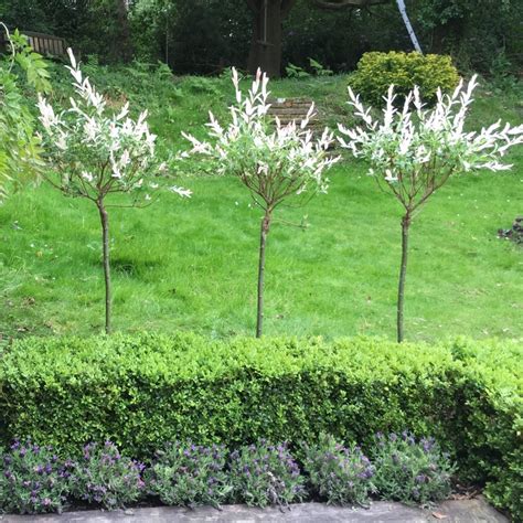 Salix integra 'Hakuro-nishiki' syn. Salix integra 'Nishiki Flamingo ...