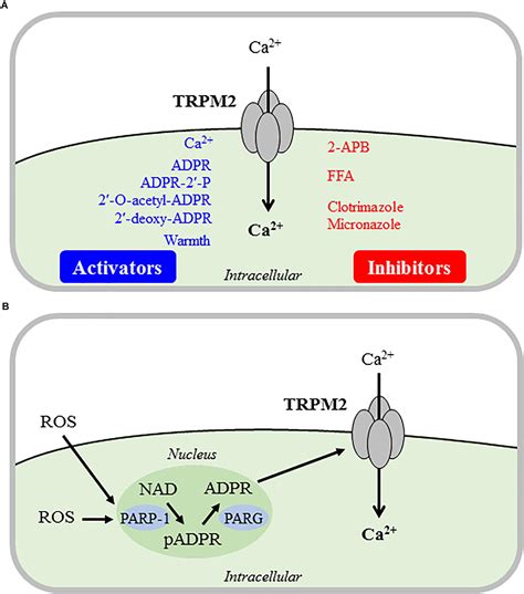 Frontiers TRPM2 Channel In Microglia As A New Player In