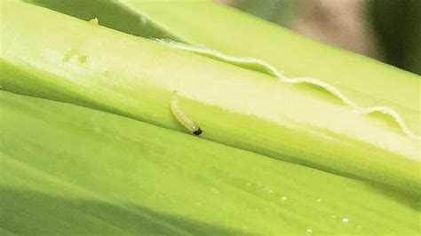 compass ag services llc corn insects