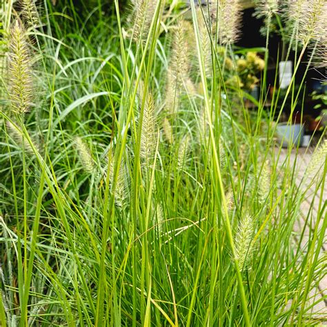 Pennisetum 'Hameln' (Dwarf Fountain Grass) – Chelsea Garden Center