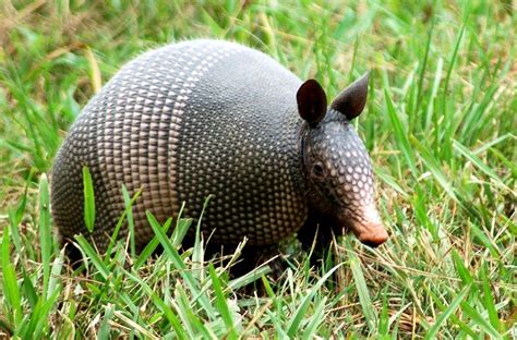 Армадилло в кармане: masterok — LiveJournal