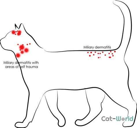 miliary dermatitis cat treatment uk - Rewarded Cyberzine Navigateur