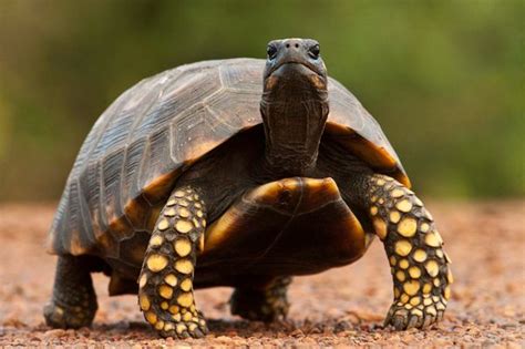 Jabuti É Oxitona Paroxitona Ou Proparoxitona - Características do Jabuti – Mundo Ecologia