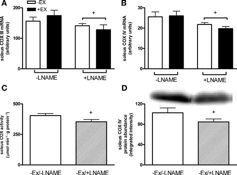 Effect Of Nitric Oxide Synthase Inhibition On Mitochondrial Biogenesis