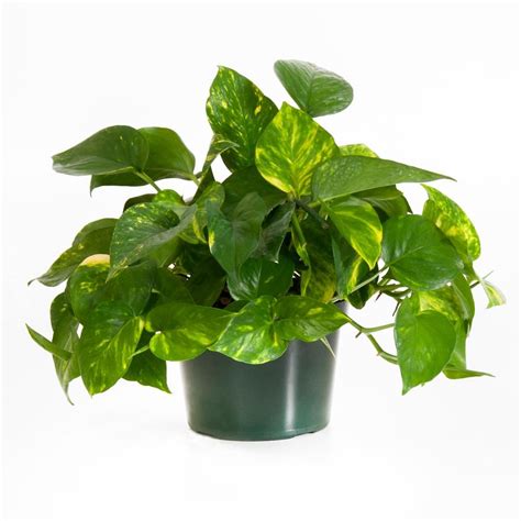 United Nursery Golden Pothos Indoor Vining Houseplant In 6 In Grower
