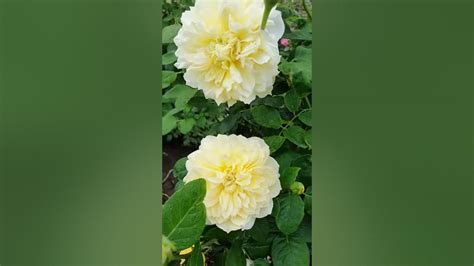 EDROSES/Роза 🌹 Жоэль Маруани (Joelle Marouani ),Massad , Франция 🇫🇷 ...