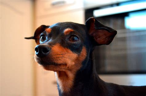 De Qu Puede Morir Un Perro Pincher Corporaci N Dejando Huella