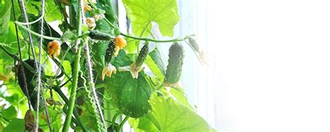 Выращивание огурцов на гидропонике дома - АгроДом