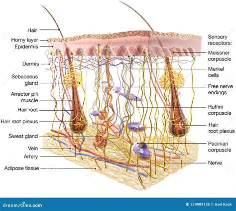 Sensory Receptors In The Skin Vector Illustration