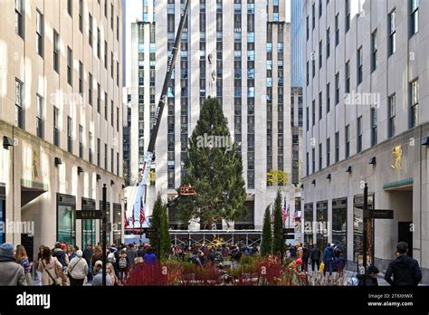 Le Sapin De No L Du Rockefeller Center Est Mis En Place Sur La Plaza Le