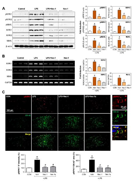 Effects Of Nec 1 On Protein And Mrna Expression Of Necroptosis Markers