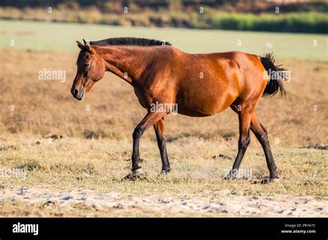 Purebred Andalusian Spanish Horse On Dry Pasture In Doñana National