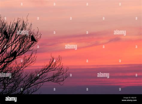 Birds Roosting In A Tree At Sunset Stock Photo Alamy