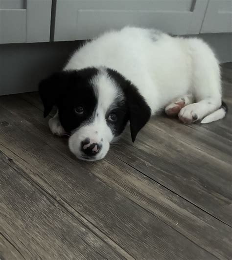 76+ Puppies / Dogs for Free in Kentucky | Petzlover