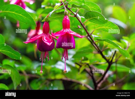Pink Fuchsia Flowers Growing On Bush In Ornamental Garden Fuchsia