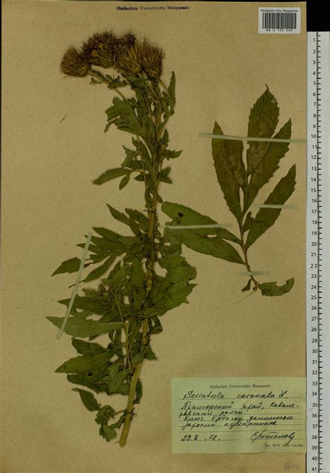 MW0150269, Serratula coronata (Серпуха венценосная), specimen