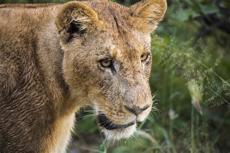 Close Up Of A Lioness Stock Image F0330741 Science Photo Library