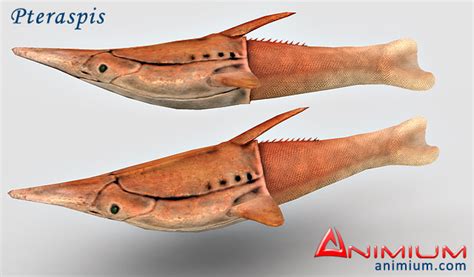 Pteraspis 3d model