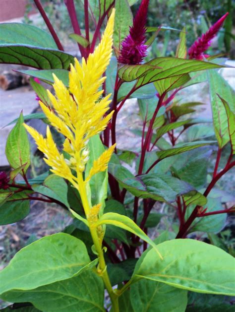 целозия - Фото Дом Солнца