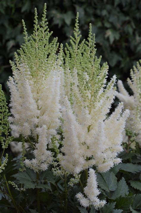 Lowlands White Astilbe - Pahl's Market - Apple Valley, MN