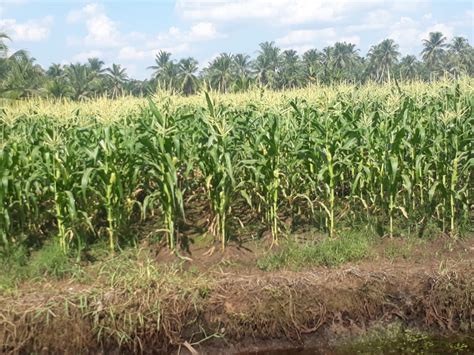 19 Ciri Ciri Tanaman Jagung