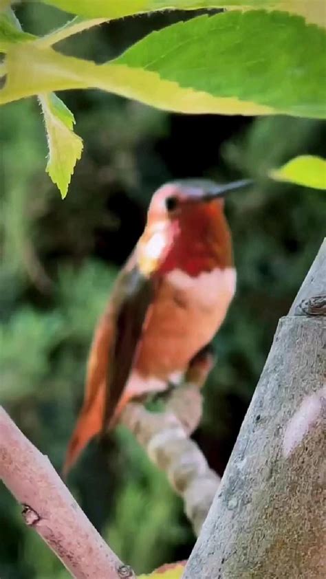 hummingbirds | Natureza