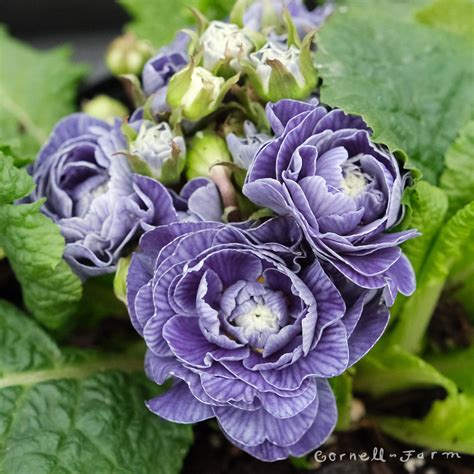 Primula v. Belarina Baltic Blue Qrt. – Cornell Farm
