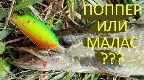 🔥 ПОППЕР или МАЛАС (часть 1)? Два легендарных воблера, какой выберет ...