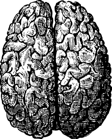 human brain  stock photo public domain pictures