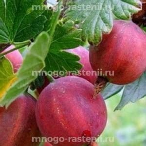 Саженцы крыжовника купить в Москве из питомника в Подмосковье