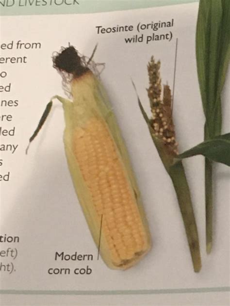 difference  modern corn  corn    domesticated