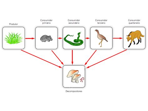 Cadeia Alimentar Com Produtor Consumidor E Decompositor