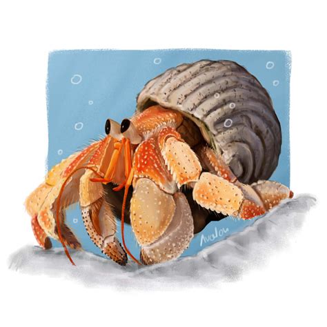 Crab Drawing Realistic at Crystal Frasher blog