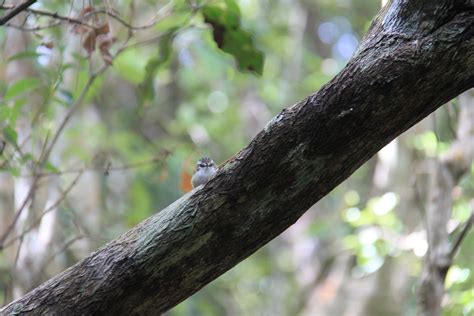 Stewart Island Wildlife : r/newzealand