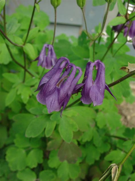 Aquilegia Vulgaris European Columbine Go Botany