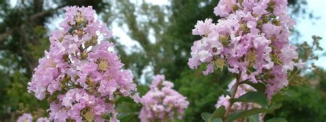 Crape Myrtle Variety In The Landscape Ufifas Extension Escambia County