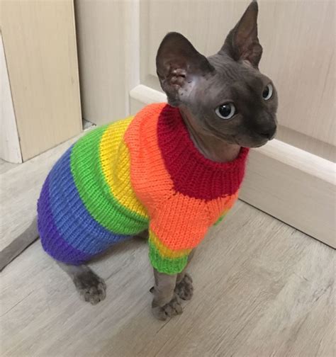 Сфинкс в одежде - картинки и фото koshka.top