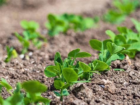 Planting and Growing Sweet Peas for a Beautiful Garden | Arthur Jack