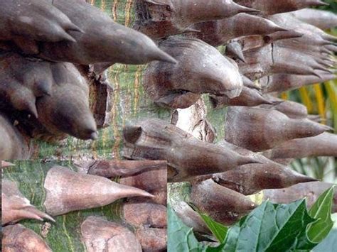 PlantFiles Pictures Floss Silk Tree Majestic Beauty Chorisia