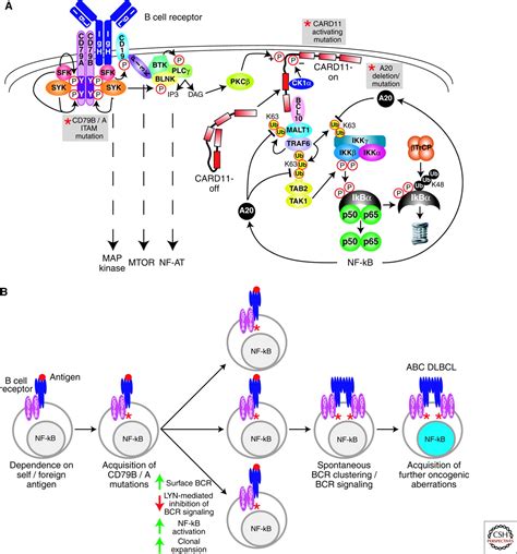 Oncogenic Activation Of Nf κb