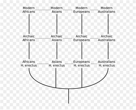 Multiregional Origin Of Modern Humans - Multiregional Evolution Model ...